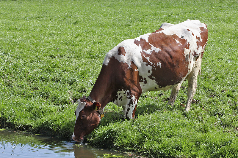 Drinkende koe