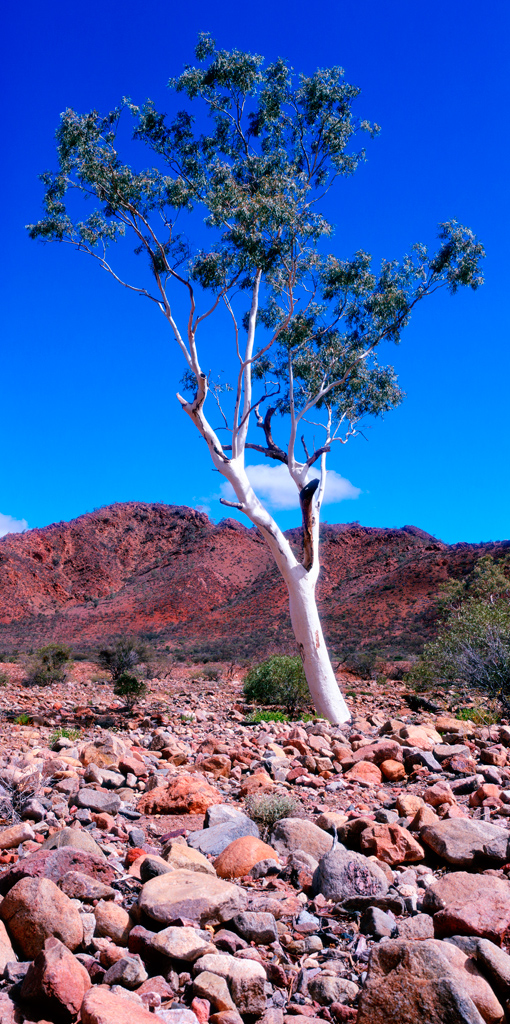 Moralana Scenic Drive - Flinders Ranges