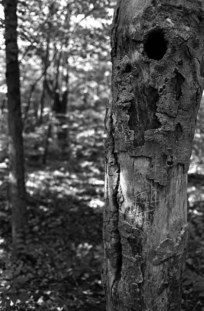 Old tree