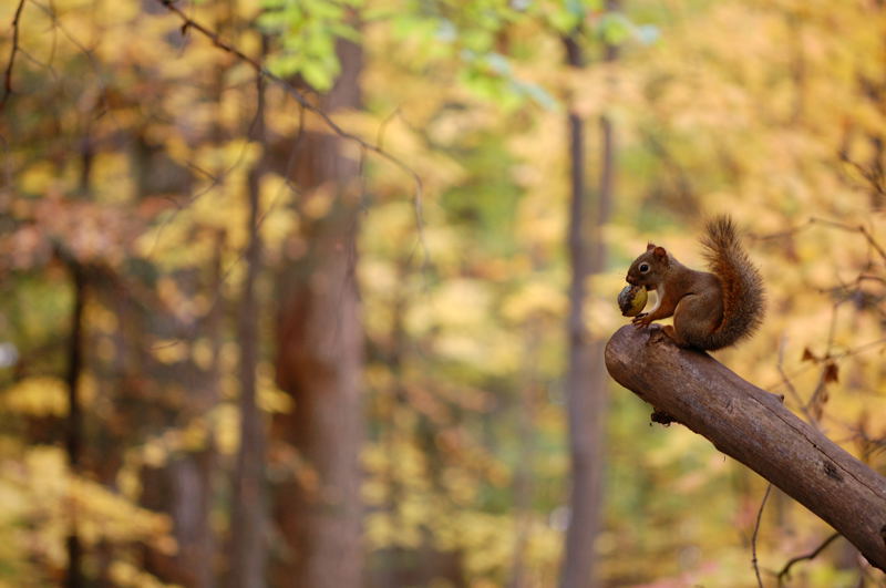 Red Squirrel/Walnut #1