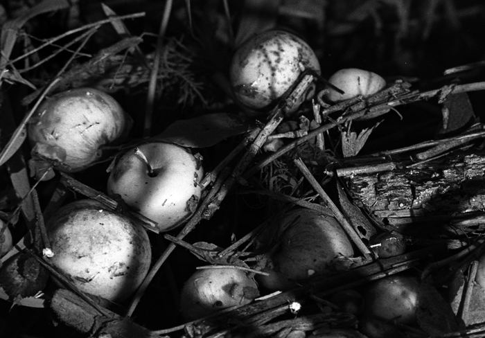 Apples in the stream