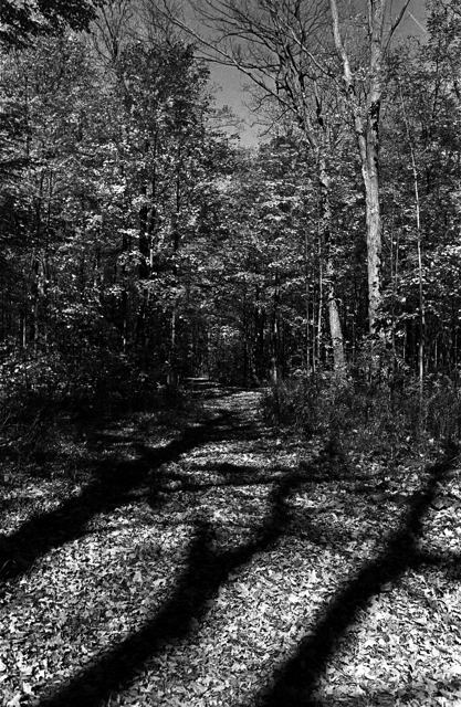 Shadows