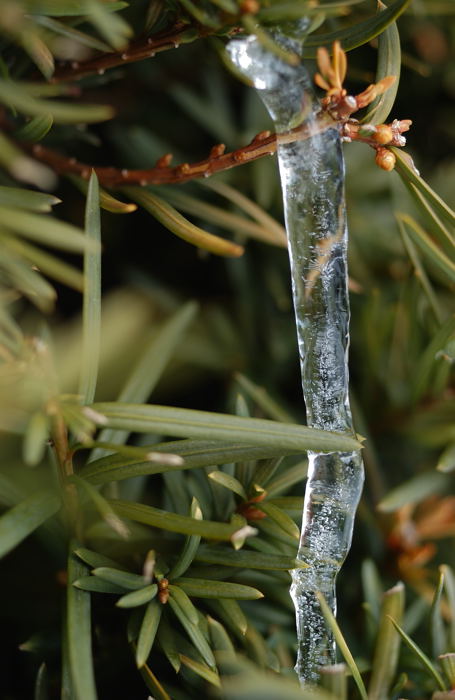 Icicle