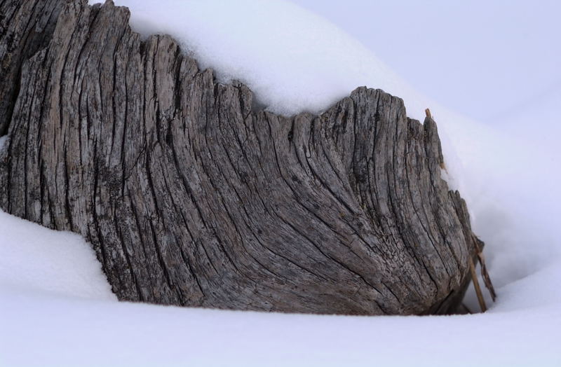 Stump