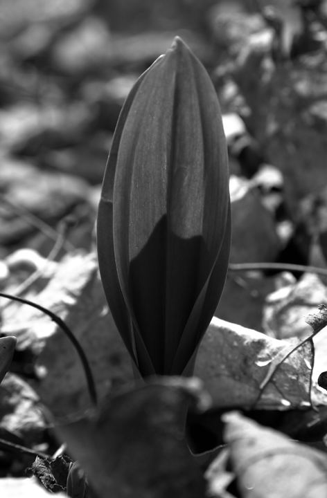 Emerging