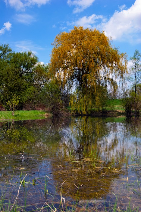 Pond & Willow
