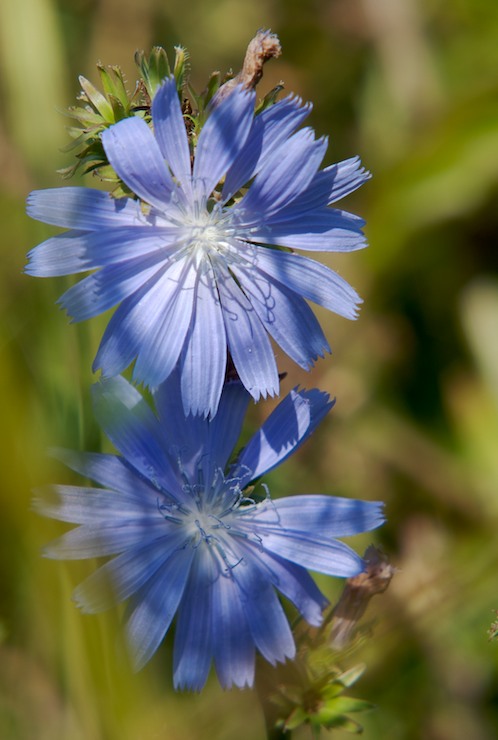 Chicory
