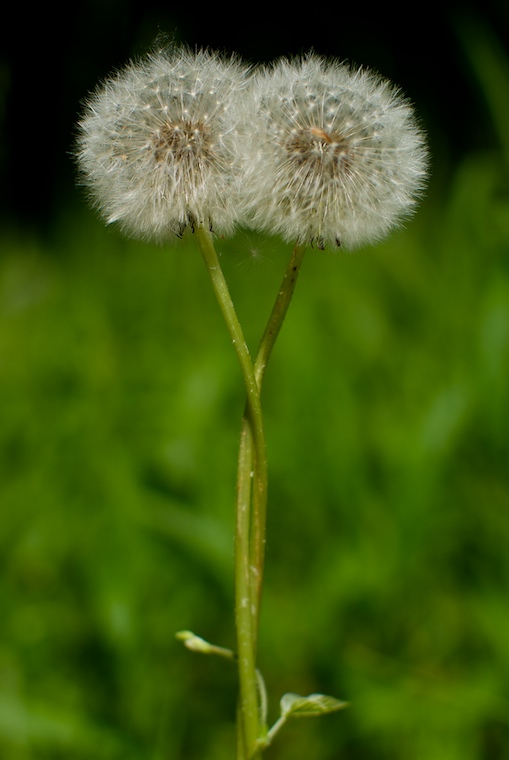 Dandelions