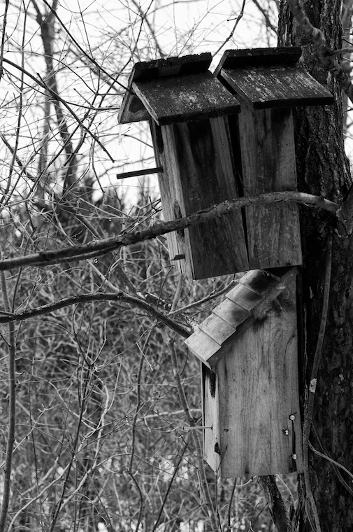 Bird Condos