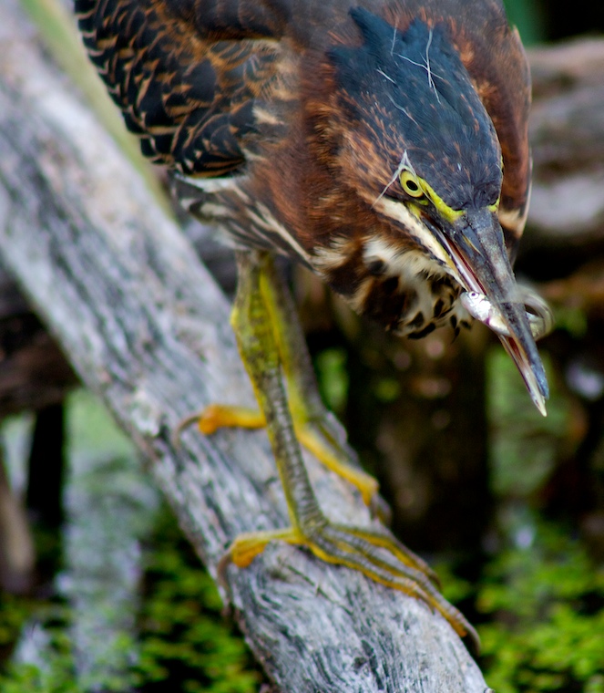 Green Heron & Catch