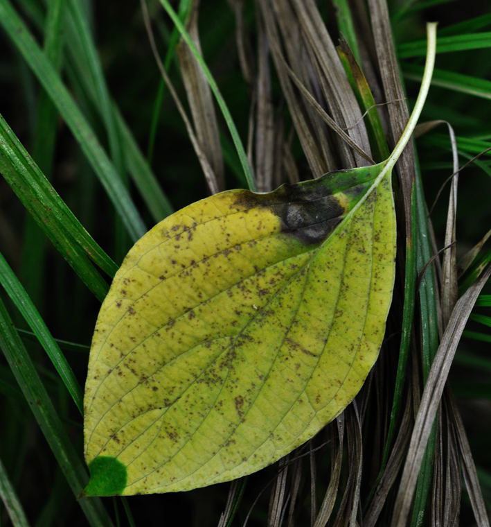 Leaf