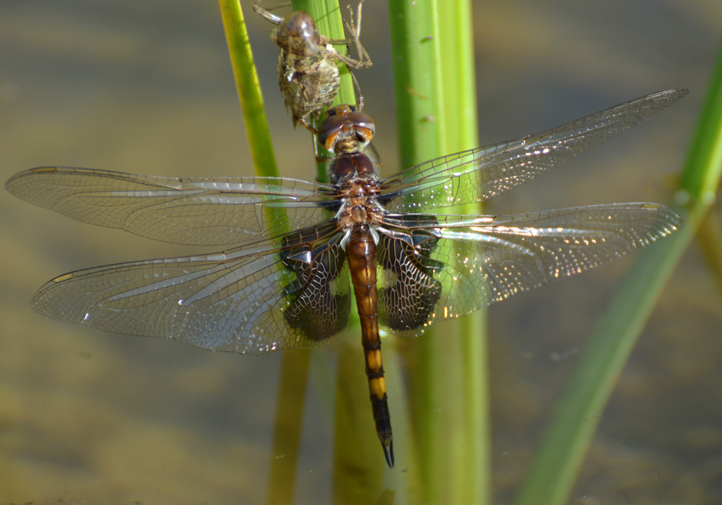 Dragonfly