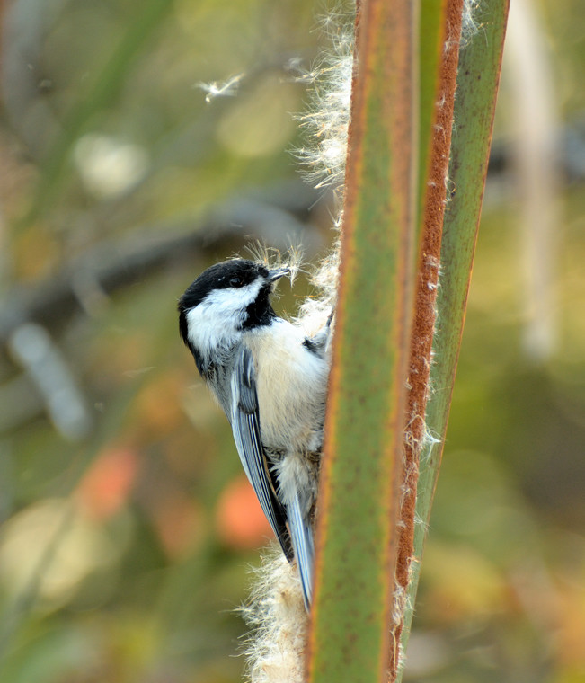 Chickadee