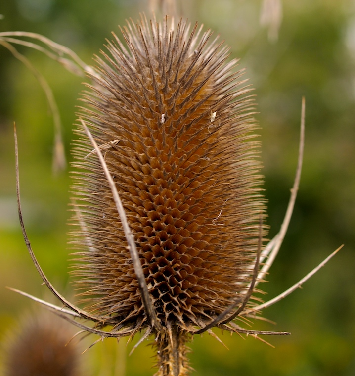 Teasel