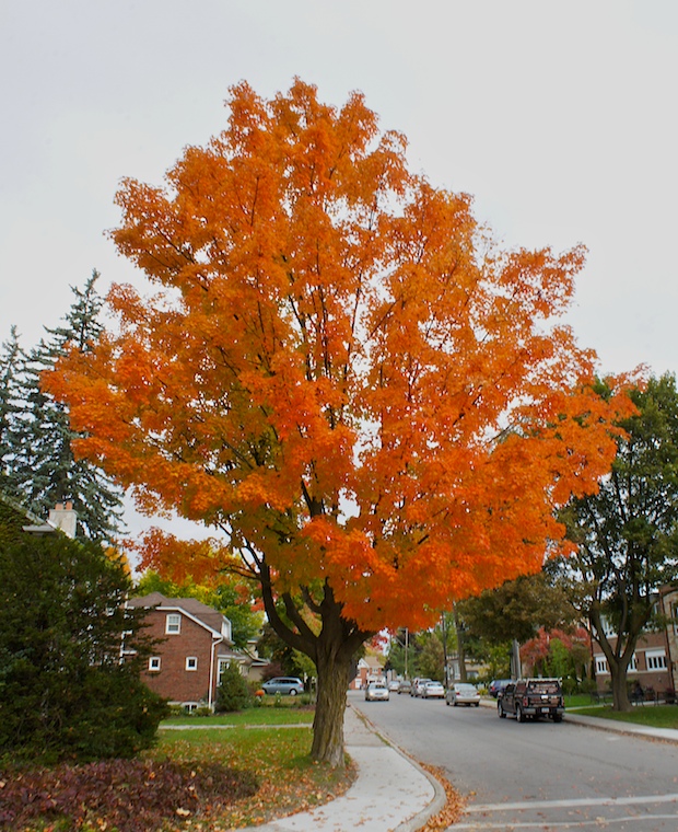 Orange Tree