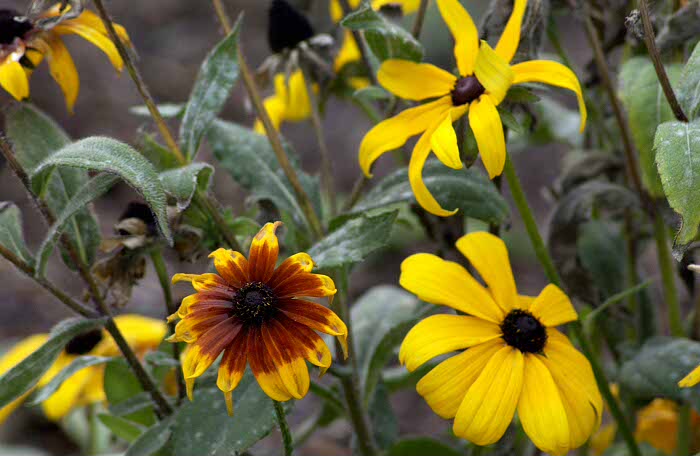Flowers