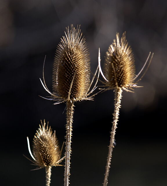 Teasels