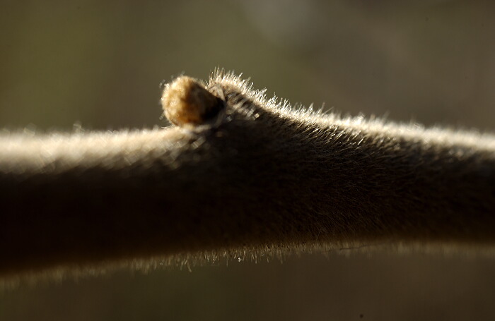 Tree fur