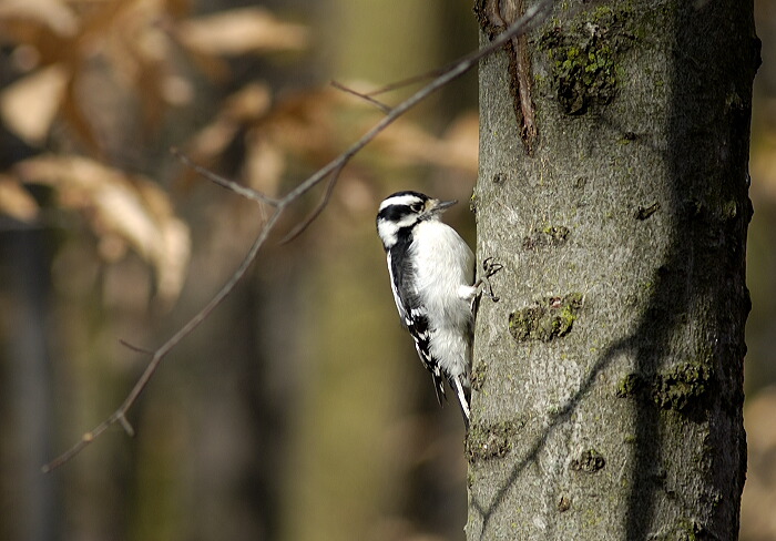 B&W Bird