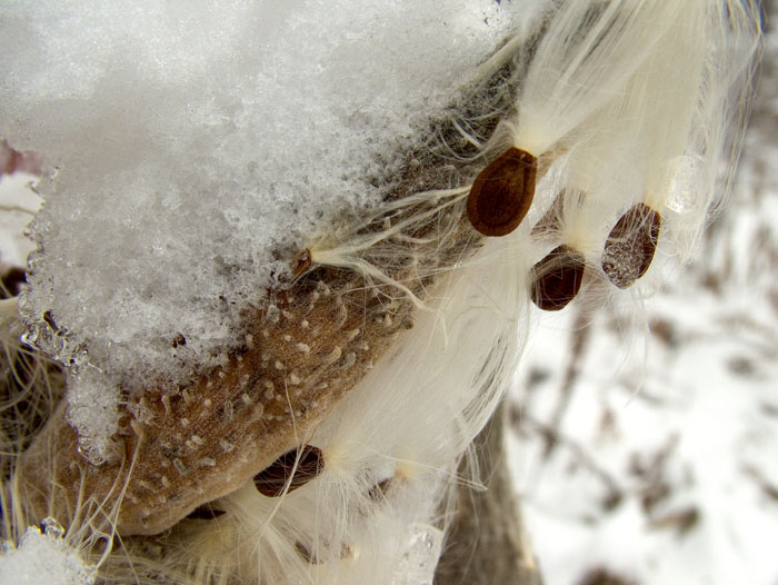 Milkweed