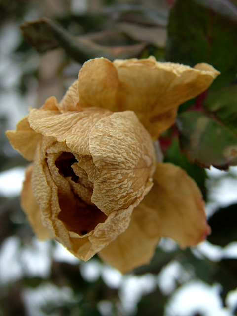 Frozen rose