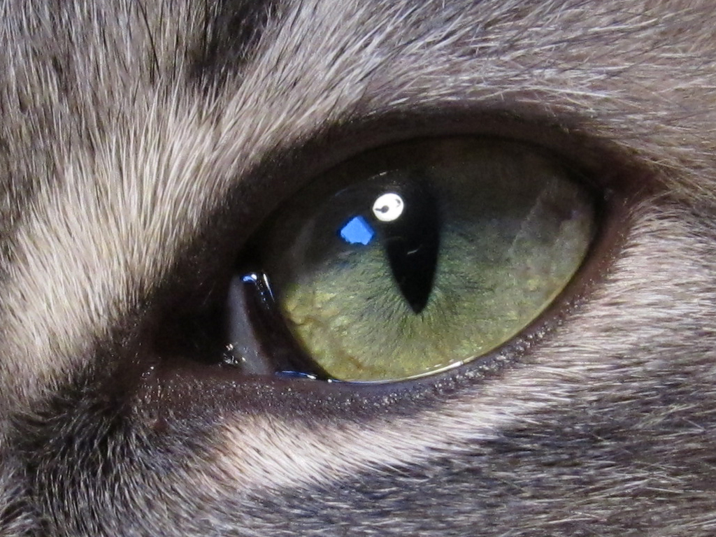 100% crop SOOC
