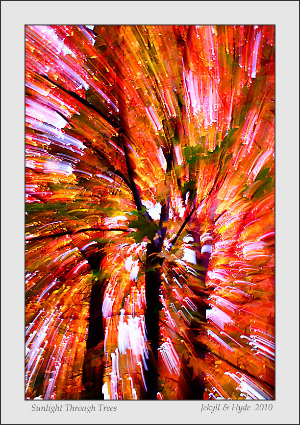 Sunlight Through Trees