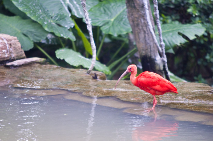 Hong Kong 香港 - 香港動植物公園 - 美洲紅環(鹮) Scarlet Ibis (Eudocimus ruber)