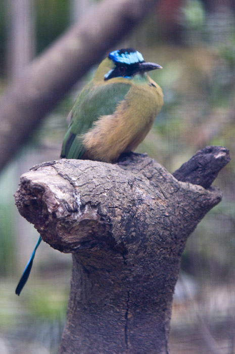 Hong Kong 香港 - 香港動植物公園 - 藍頂翠鴗 Blue-Crowned Motmot (Momotus momota)