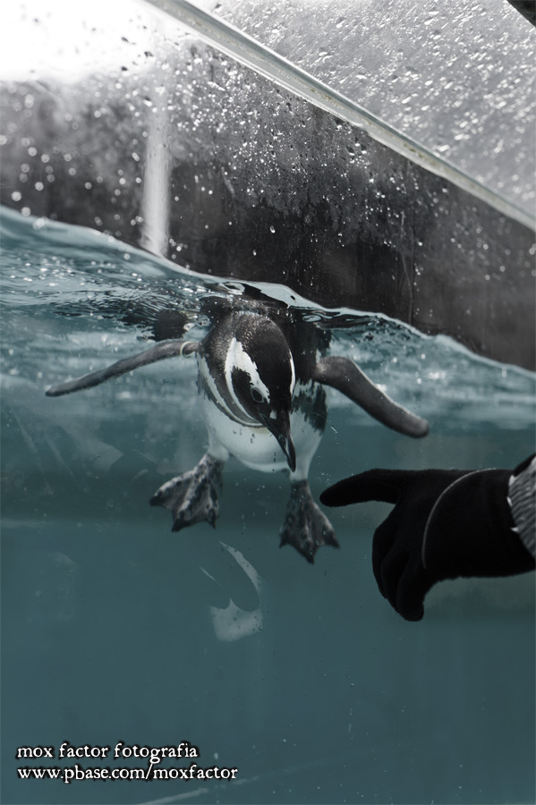Notojima 能登島 - のとじま水族館 Notojima Aquarium