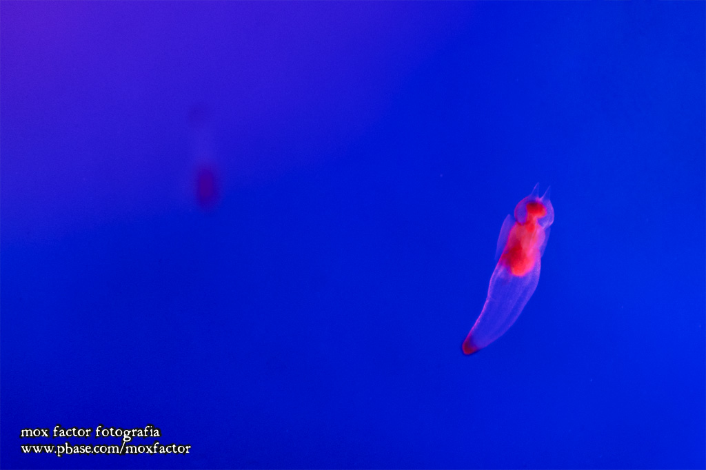 Notojima 能登島 - のとじま水族館 Notojima Aquarium