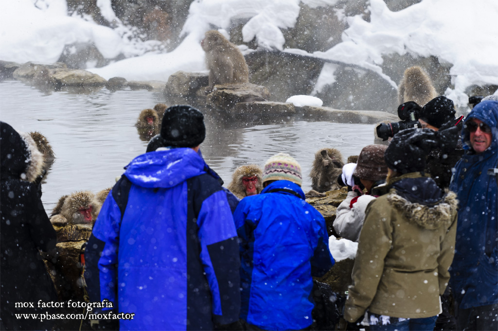 Hirao 平穩 - 野猿公苑 Snow Monkey Park