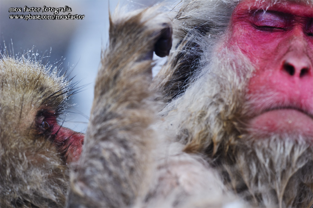 Hirao 平穩 - 野猿公苑 Snow Monkey Park