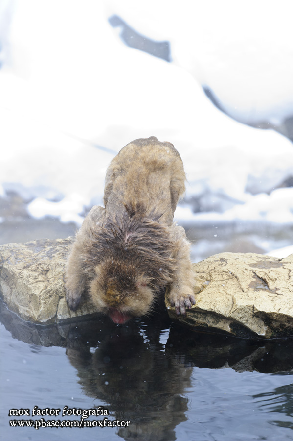 Hirao 平穩 - 野猿公苑 Snow Monkey Park