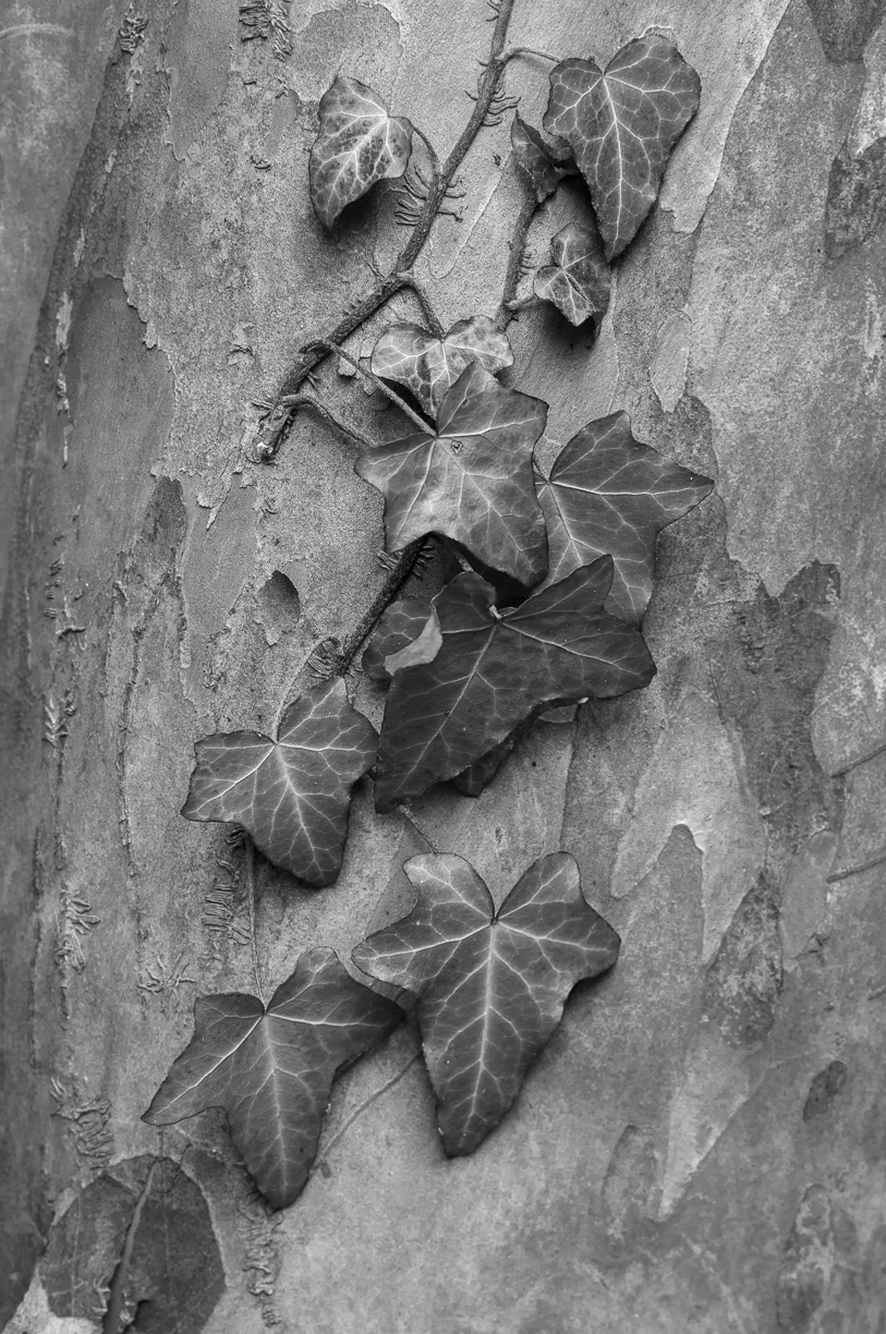 December : English Ivy on Japanese Stewartia