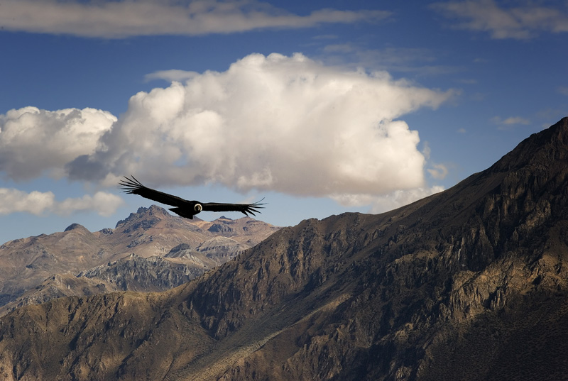 Condor riding air currents.