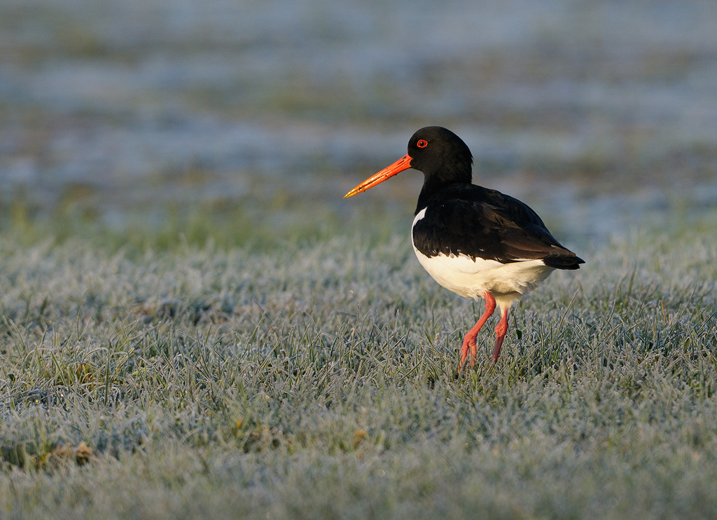 European Oystercatcher - Strandskata