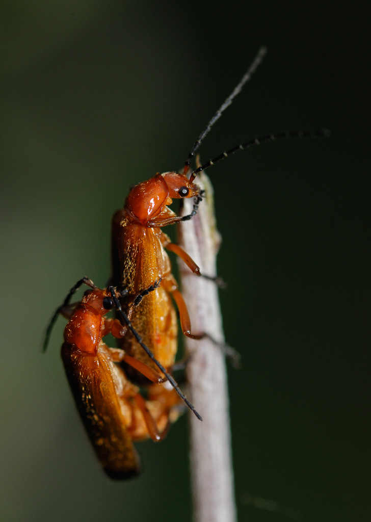 Prstbagge (Rhagonycha fulva)