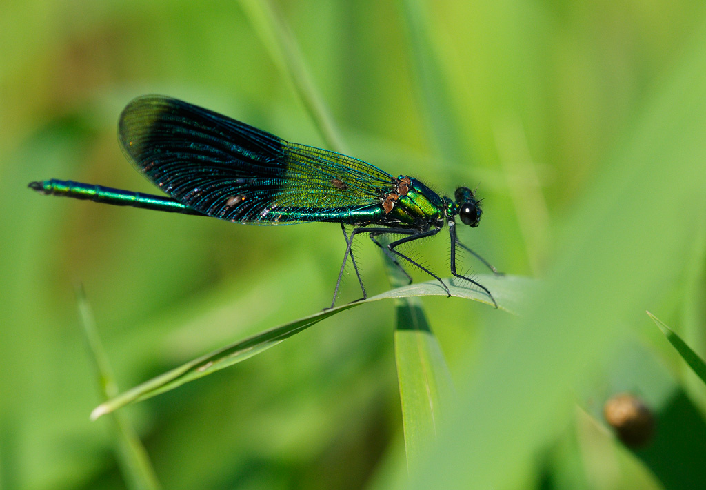 Blbandad jungfruslnda (Calopteryx splendens)