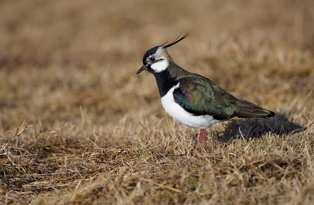 Northern Lapwing - Tofsvipa