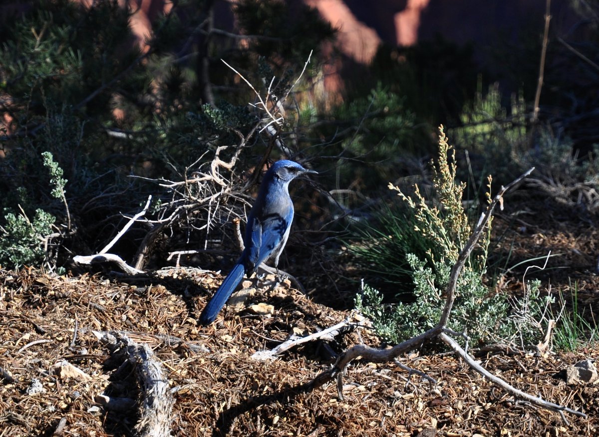 Dsc_1987.jpg