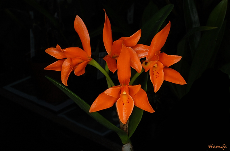 Cattleya aurantiaca