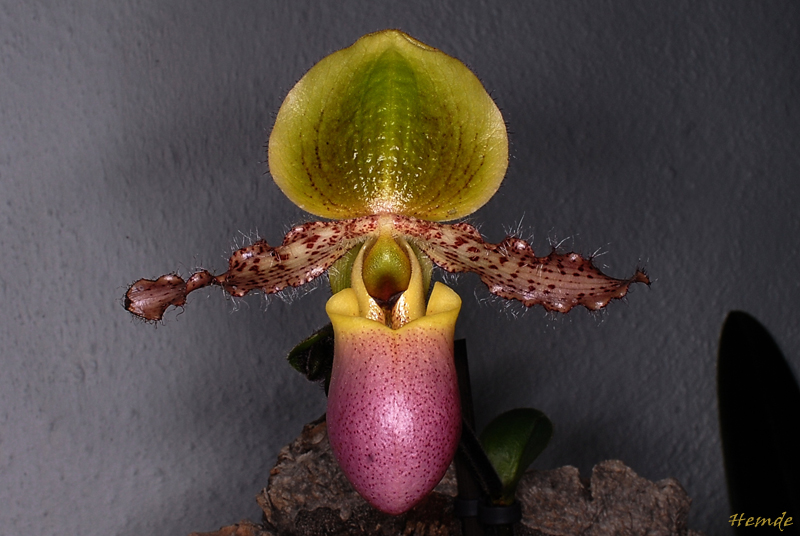 Paphiopedilum Pinocchio (glaucophyllum x primulinum)