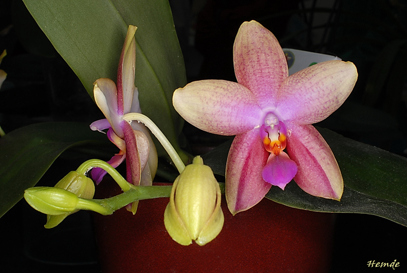 Phalaenopsis Sweet Memory Liodoro