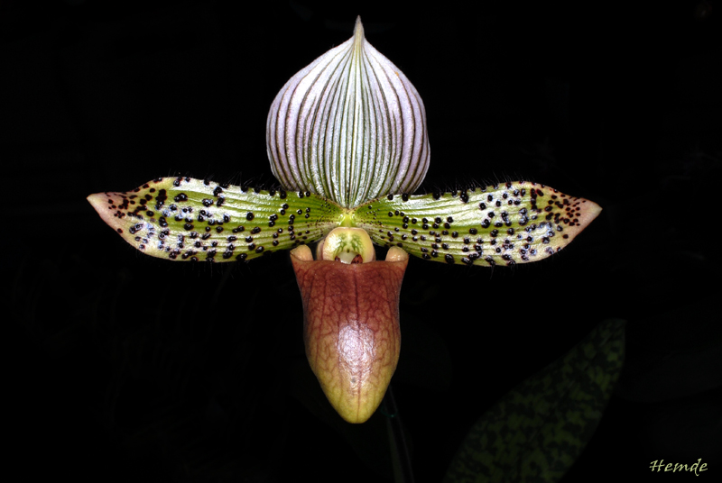 Paphiopedilum Makuli (callosum x sukhakulii)