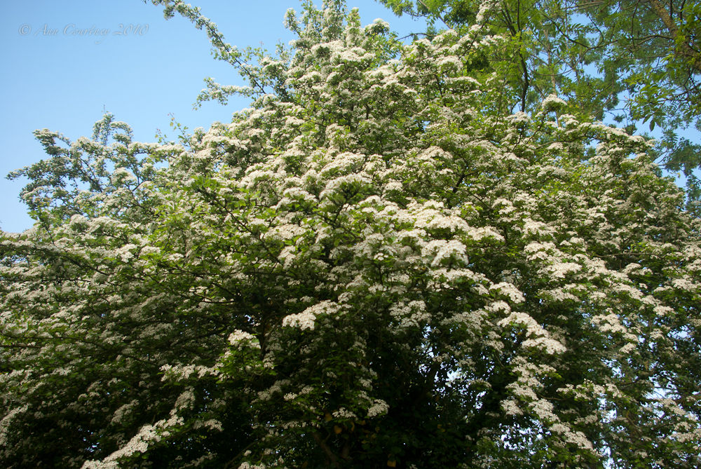 Blackthorn