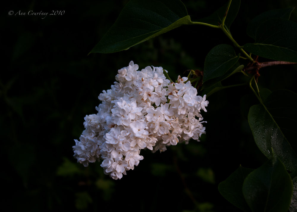 Lilac