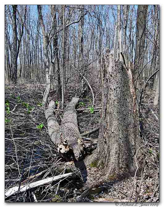 Great Baehre Swamp16.jpg