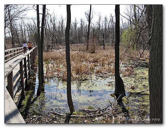 Great Baehre Swamp17.jpg