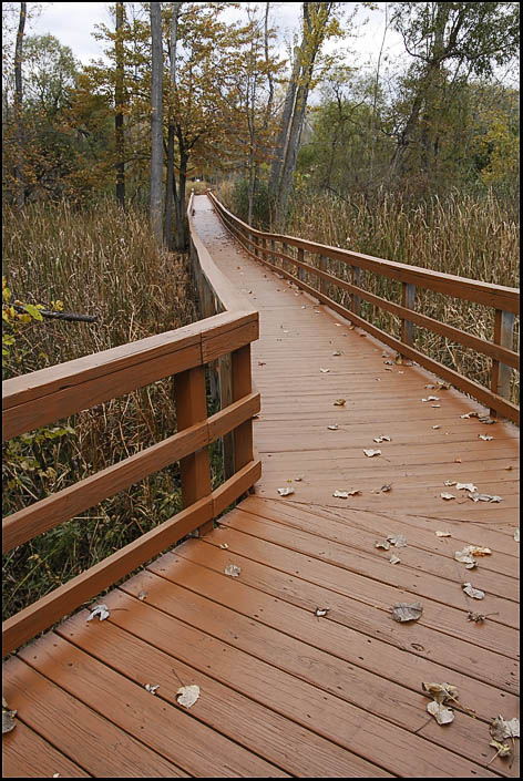 Swamp Fall 3.jpg